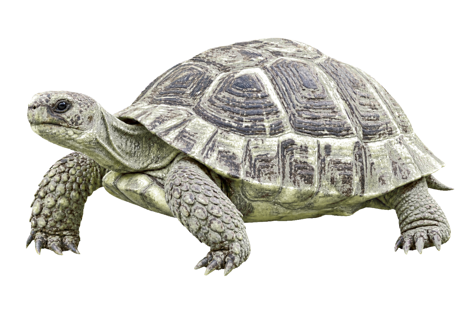 Tortuga terrestre argentina
